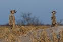 282 Kalahari woestijn, stokstaartjes